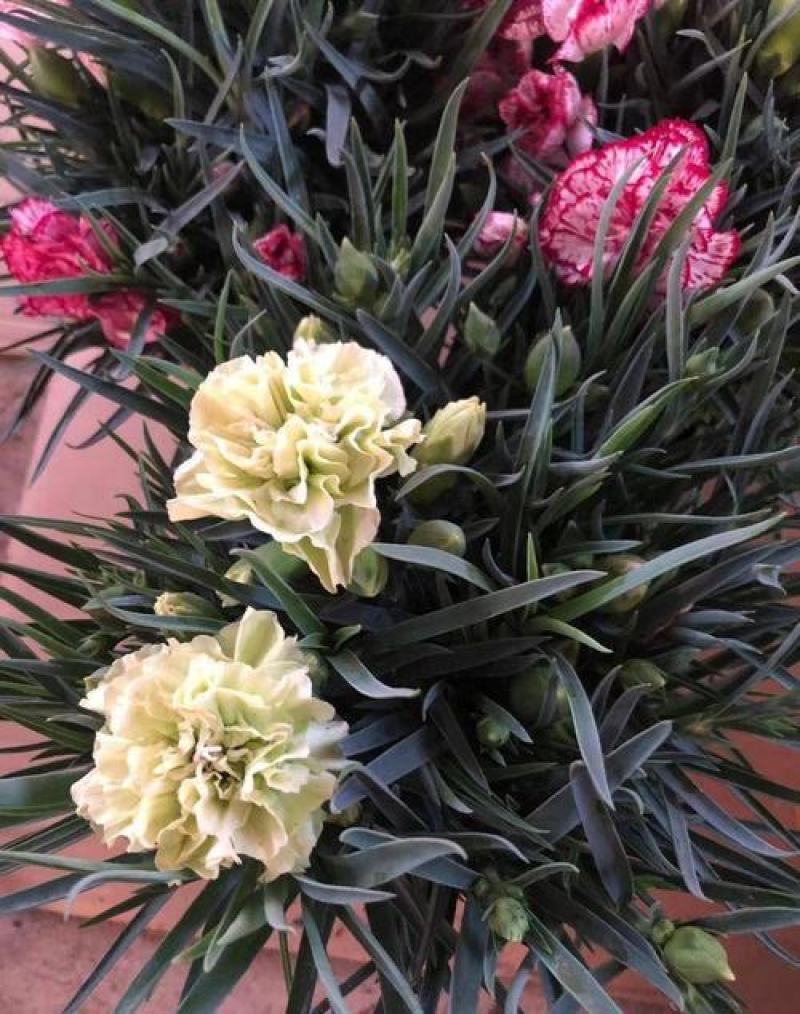 康乃馨花苗四季开花大花阳台庭院绿植盆栽花卉鲜花小苗
