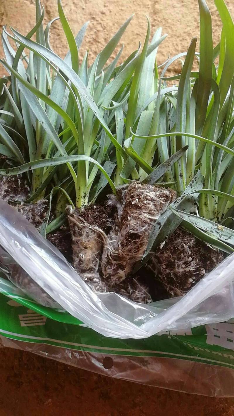 康乃馨花苗四季开花大花阳台庭院绿植盆栽花卉鲜花小苗