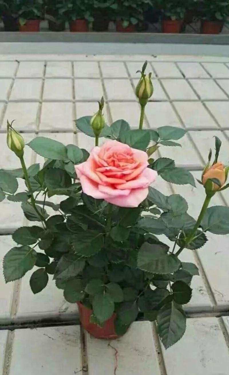 月季花苗带花苞四季开花浓香大花欧月爬藤花卉室内阳台盆栽