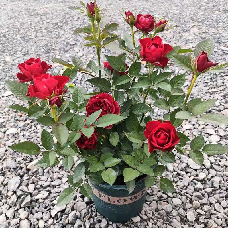 月季花苗带花苞四季开花浓香大花欧月爬藤花卉室内阳台盆栽