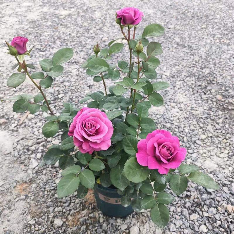 月季花苗带花苞四季开花浓香大花欧月爬藤花卉室内阳台盆栽