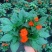 凤仙花盆栽花卉室内指甲花阳台客厅庭院好养耐活四季开花带花