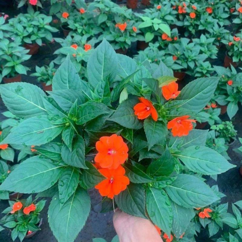 凤仙花盆栽花卉室内指甲花阳台客厅庭院好养耐活四季开花带花
