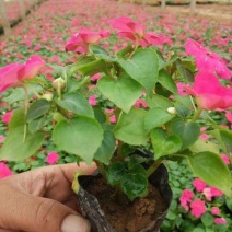 凤仙花盆栽花卉室内指甲花阳台客厅庭院好养耐活四季开花带花