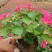 凤仙花盆栽花卉室内指甲花阳台客厅庭院好养耐活四季开花带花