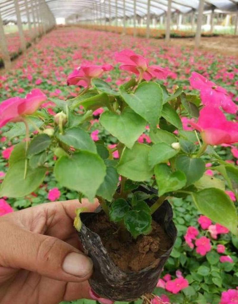 凤仙花盆栽花卉室内指甲花阳台客厅庭院好养耐活四季开花带花