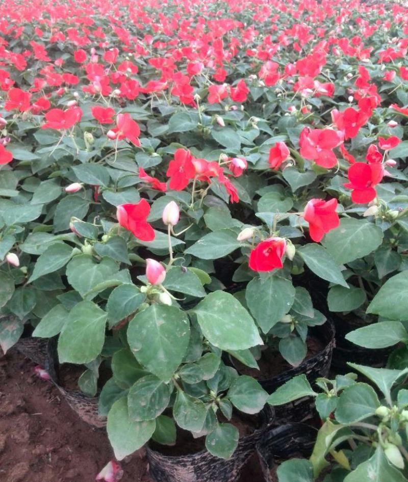 凤仙花盆栽花卉室内指甲花阳台客厅庭院好养耐活四季开花带花