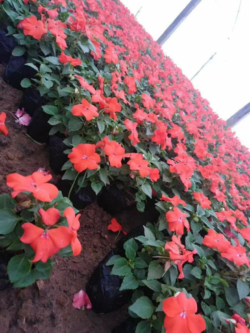 凤仙花盆栽花卉室内指甲花阳台客厅庭院好养耐活四季开花带花