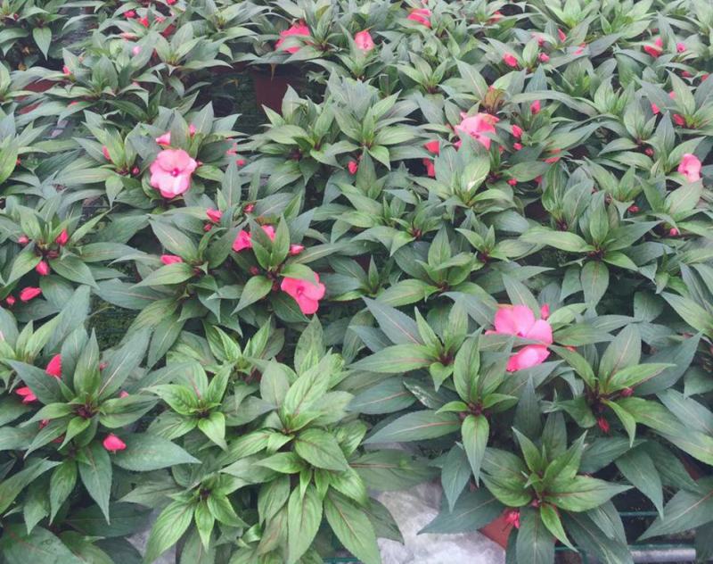 凤仙花盆栽花卉室内指甲花阳台客厅庭院好养耐活四季开花带花