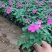 凤仙花盆栽花卉室内指甲花阳台客厅庭院好养耐活四季开花带花