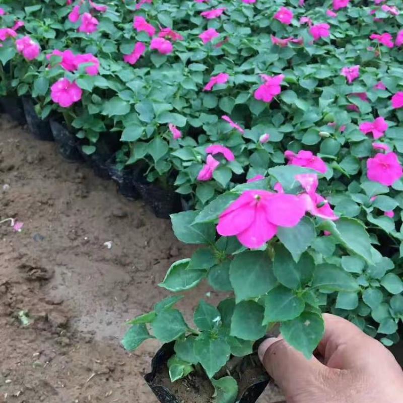 凤仙花盆栽花卉室内指甲花阳台客厅庭院好养耐活四季开花带花