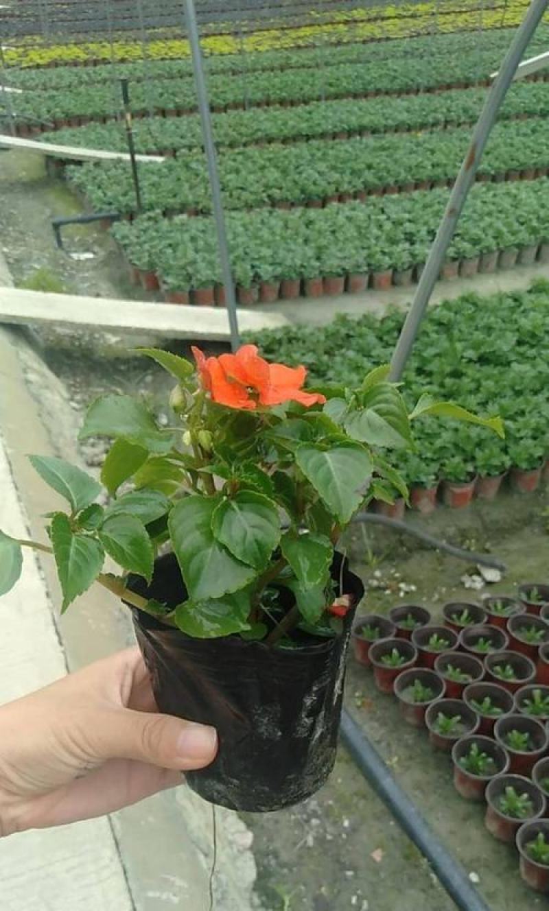 凤仙花盆栽花卉室内指甲花阳台客厅庭院好养耐活四季开花带花
