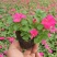 凤仙花盆栽花卉室内指甲花阳台客厅庭院好养耐活四季开花带花