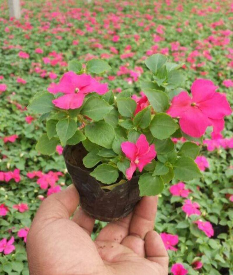 凤仙花盆栽花卉室内指甲花阳台客厅庭院好养耐活四季开花带花