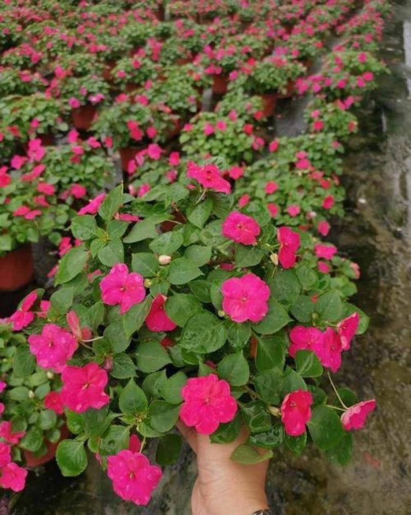 凤仙花盆栽花卉室内指甲花阳台客厅庭院好养耐活四季开花带花