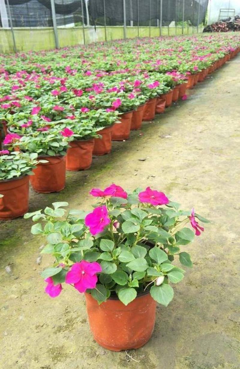凤仙花盆栽花卉室内指甲花阳台客厅庭院好养耐活四季开花带花