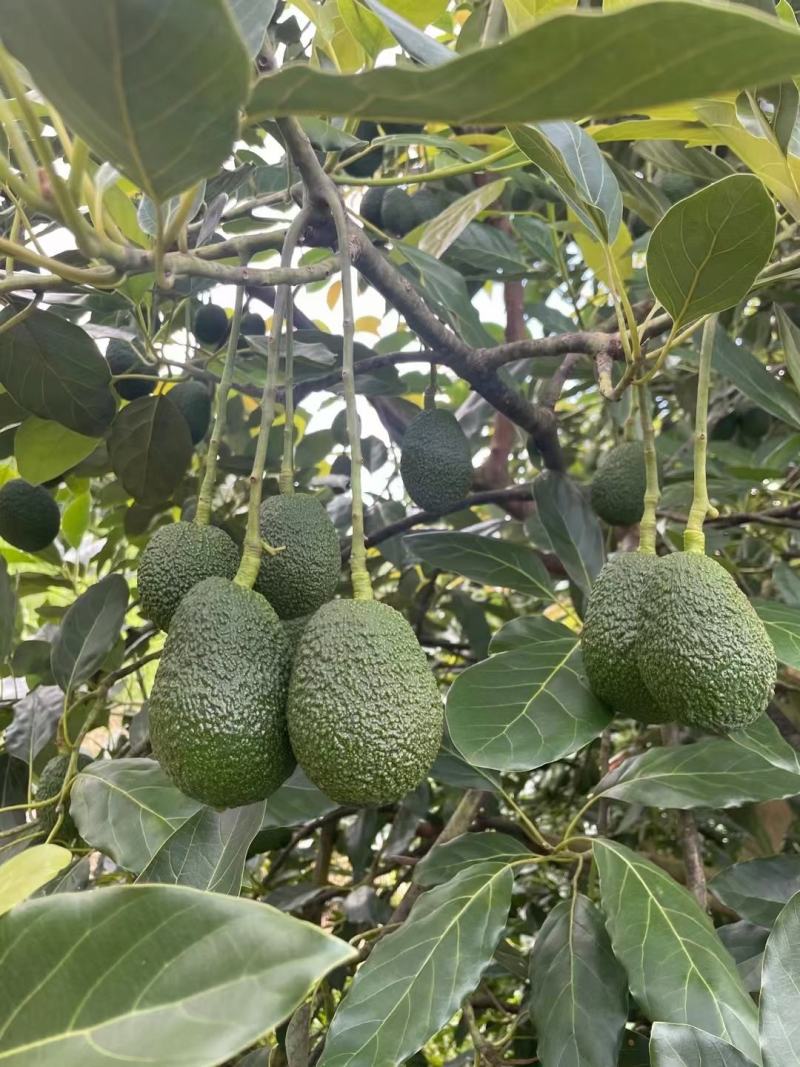 牛油果