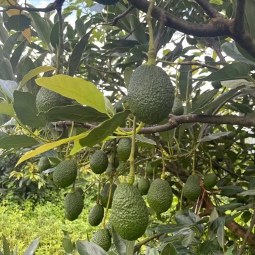 牛油果