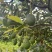 牛油果