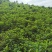 【七彩花生】基地种植，产地直发，云南土货，原生态。