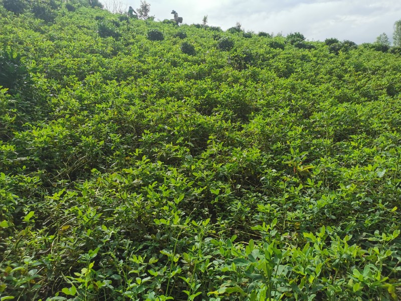 【七彩花生】基地种植，产地直发，云南土货，原生态。