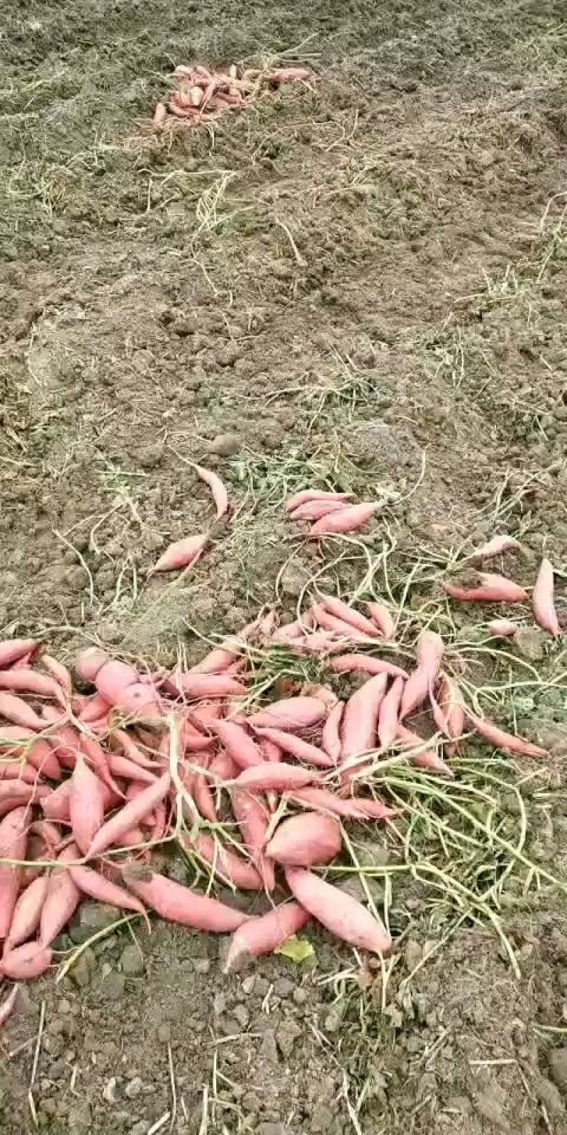 【精品】安徽西瓜红红薯大量供应寻找长期合作伙伴