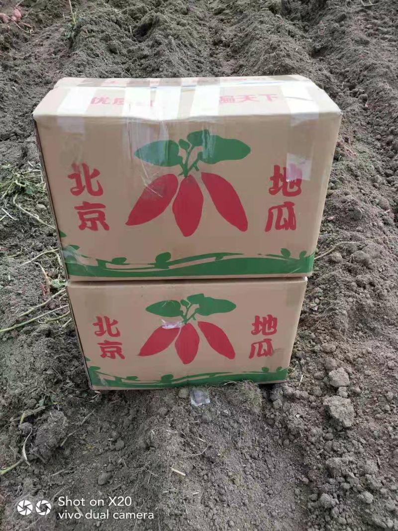 【精品】安徽西瓜红红薯大量供应寻找长期合作伙伴
