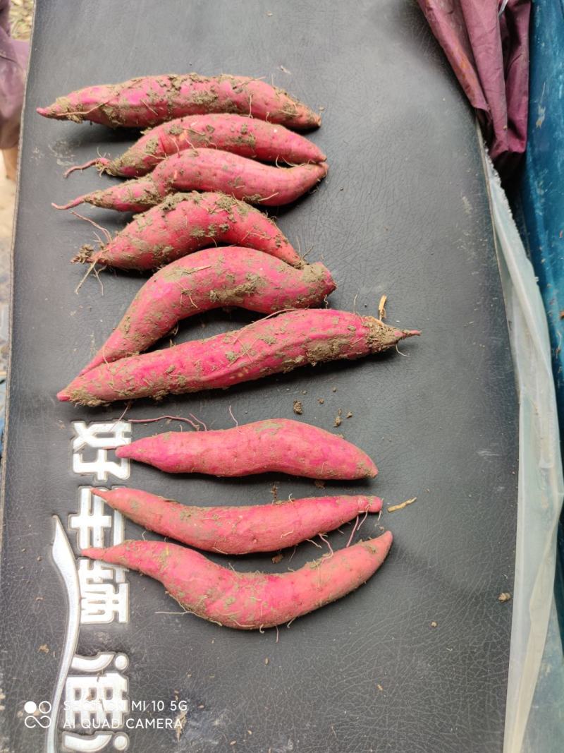 【精品】安徽西瓜红红薯大量供应寻找长期合作伙伴