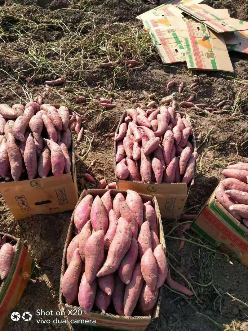 【精品】安徽西瓜红红薯大量供应寻找长期合作伙伴