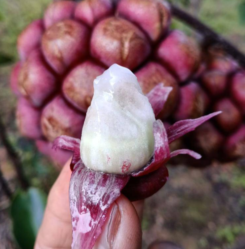 黑老虎~福布林稀缺水果