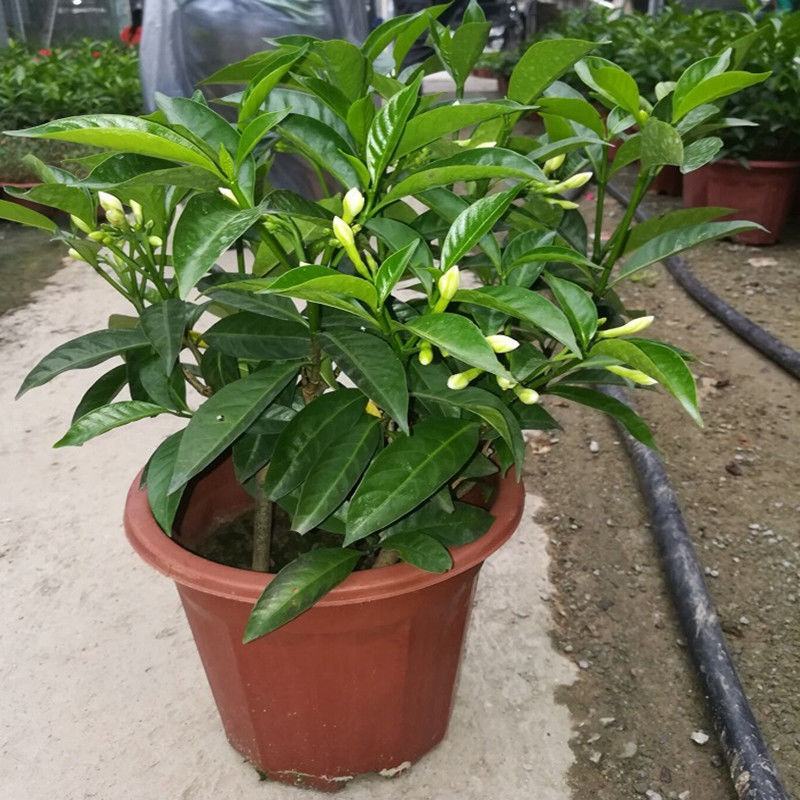 丁香花盆栽狗牙花室内室外阳台客厅办公桌四季常青绿植