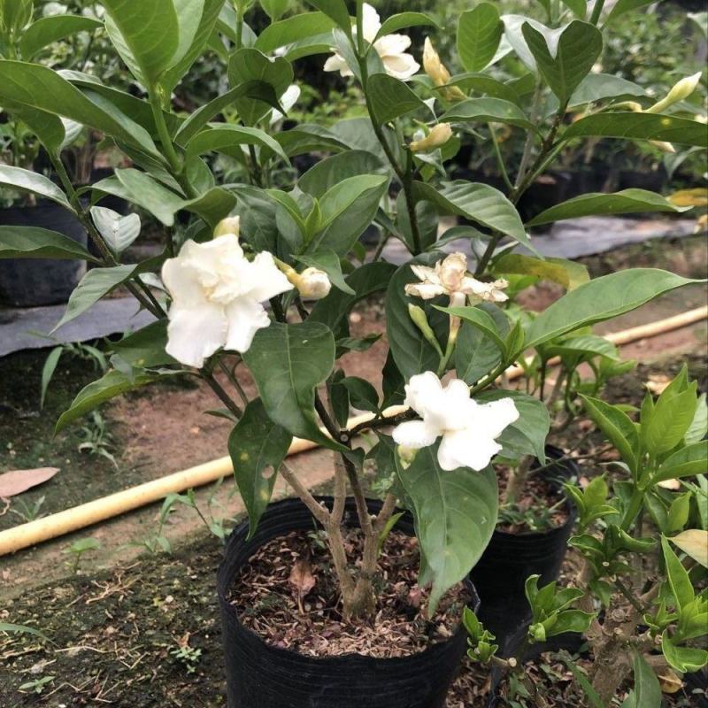 丁香花盆栽狗牙花室内室外阳台客厅办公桌四季常青绿植