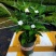 丁香花盆栽狗牙花室内室外阳台客厅办公桌四季常青绿植