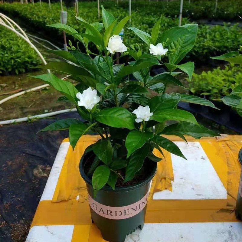 丁香花盆栽狗牙花室内室外阳台客厅办公桌四季常青绿植