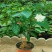 丁香花盆栽狗牙花室内室外阳台客厅办公桌四季常青绿植