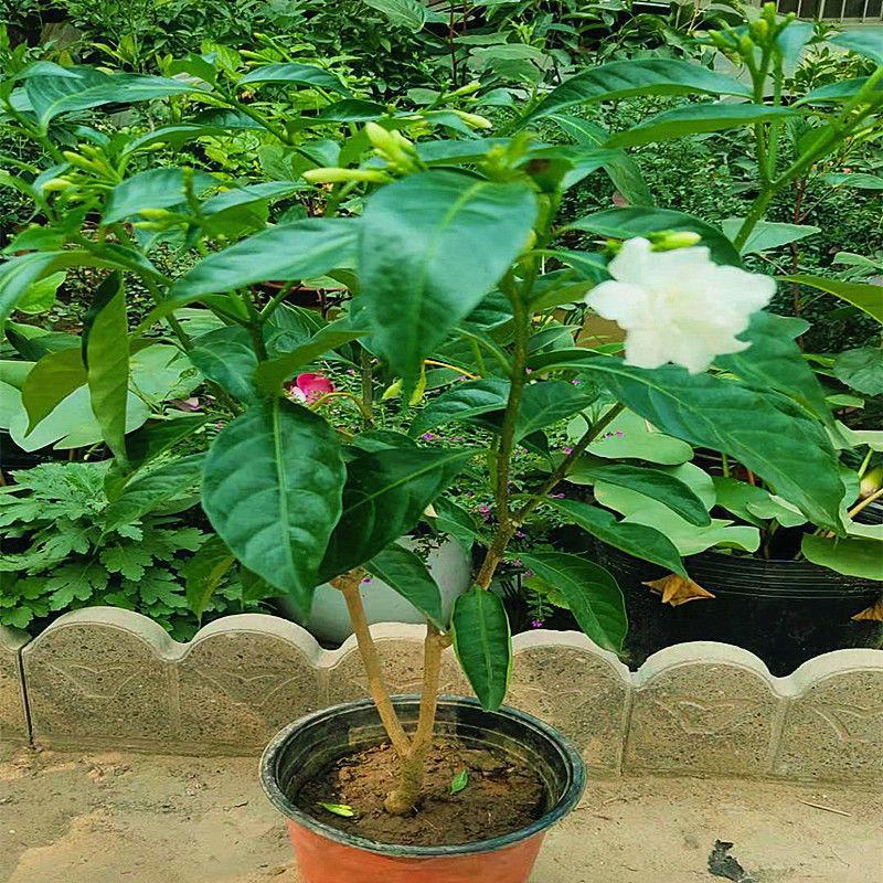 丁香花盆栽狗牙花室内室外阳台客厅办公桌四季常青绿植
