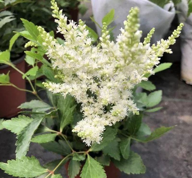 进口花卉落新妇盆栽带花阳台花园多年生宿根耐阴花卉
