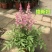 进口花卉落新妇盆栽带花阳台花园多年生宿根耐阴花卉