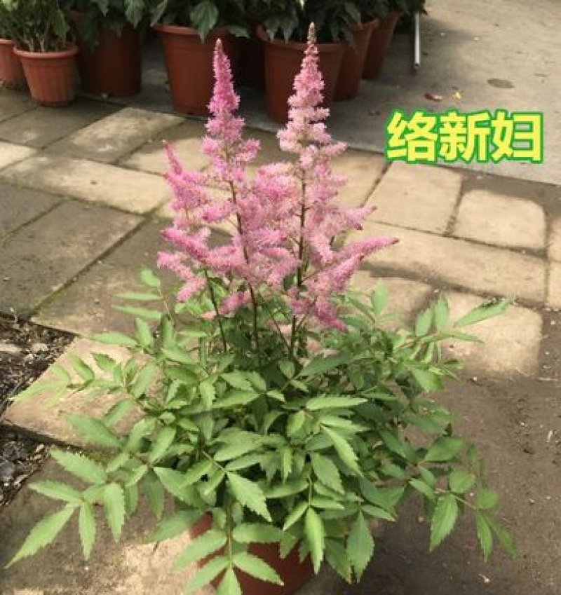 进口花卉落新妇盆栽带花阳台花园多年生宿根耐阴花卉