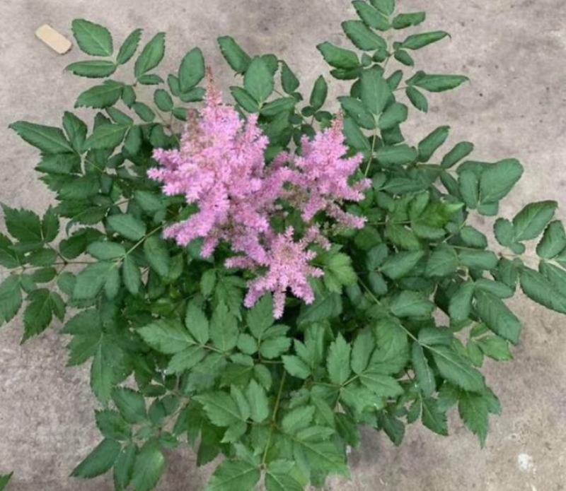 进口花卉落新妇盆栽带花阳台花园多年生宿根耐阴花卉