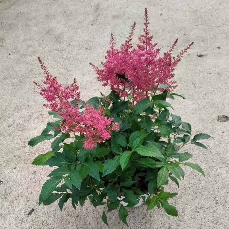 进口花卉落新妇盆栽带花阳台花园多年生宿根耐阴花卉