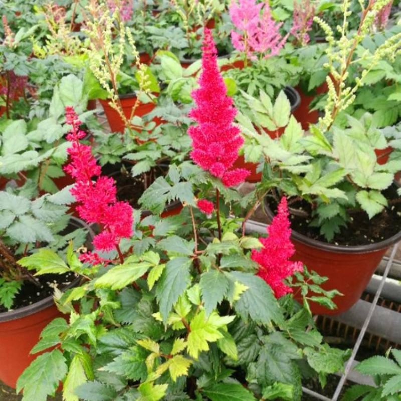 进口花卉落新妇盆栽带花阳台花园多年生宿根耐阴花卉