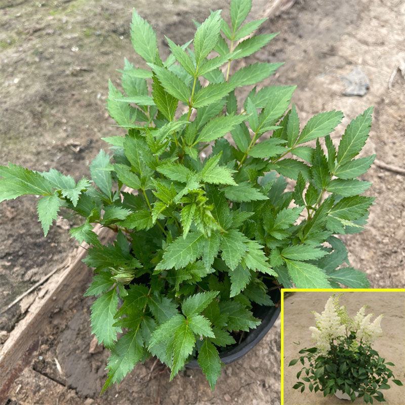 进口花卉落新妇盆栽带花阳台花园多年生宿根耐阴花卉