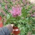 进口花卉落新妇盆栽带花阳台花园多年生宿根耐阴花卉