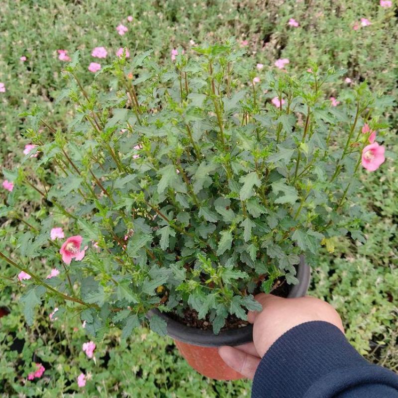 小木槿盆栽懒人好养植物庭院阳台客厅四季开花耐热