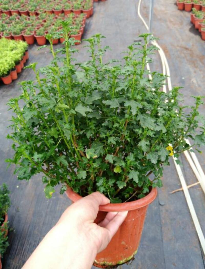 小木槿盆栽懒人好养植物庭院阳台客厅四季开花耐热
