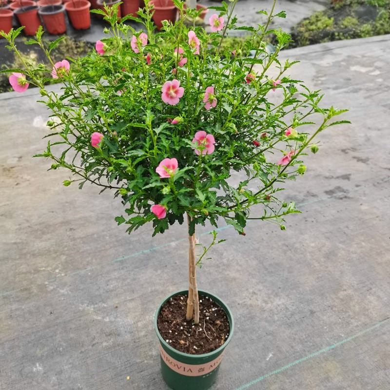 小木槿盆栽懒人好养植物庭院阳台客厅四季开花耐热