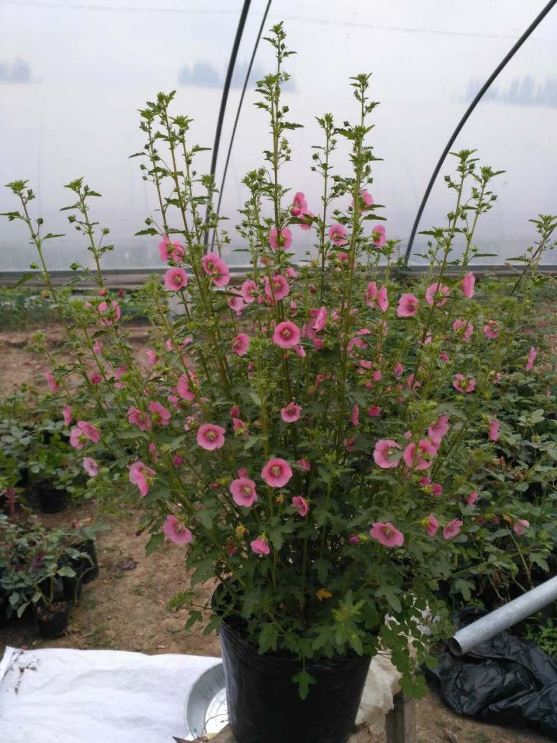 小木槿盆栽懒人好养植物庭院阳台客厅四季开花耐热