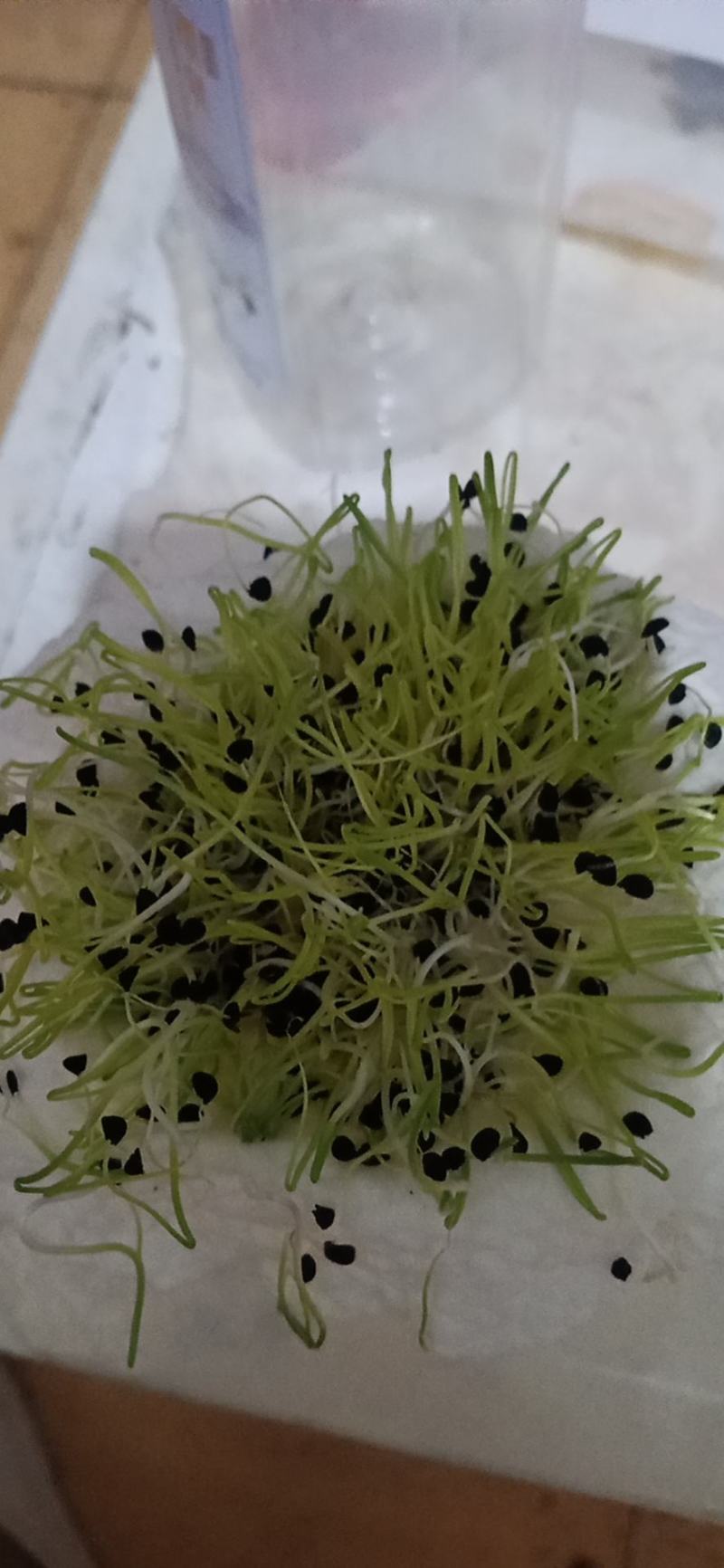 百亩自种基地直供黄皮紫皮优质洋葱种苗，20-30cm