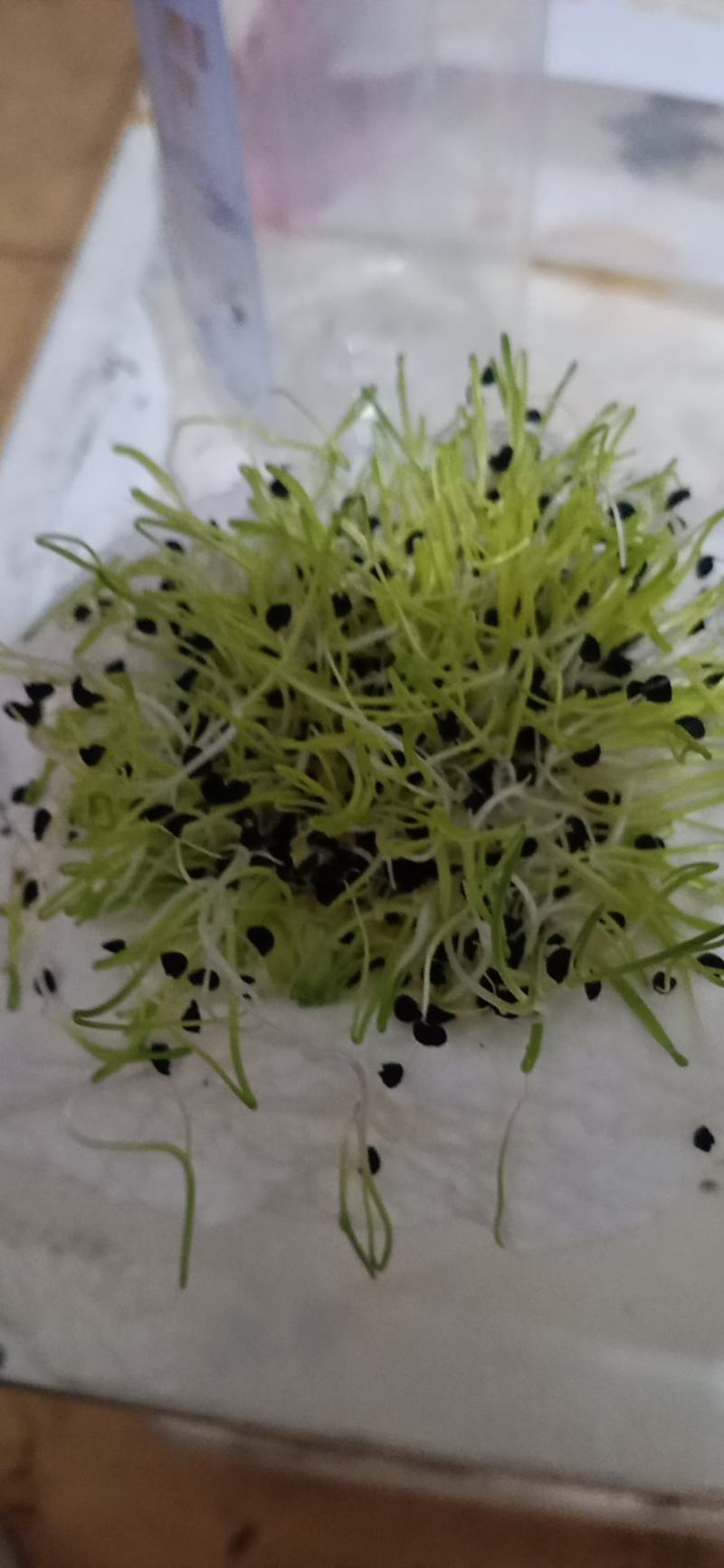 百亩自种基地直供黄皮紫皮优质洋葱种苗，20-30cm
